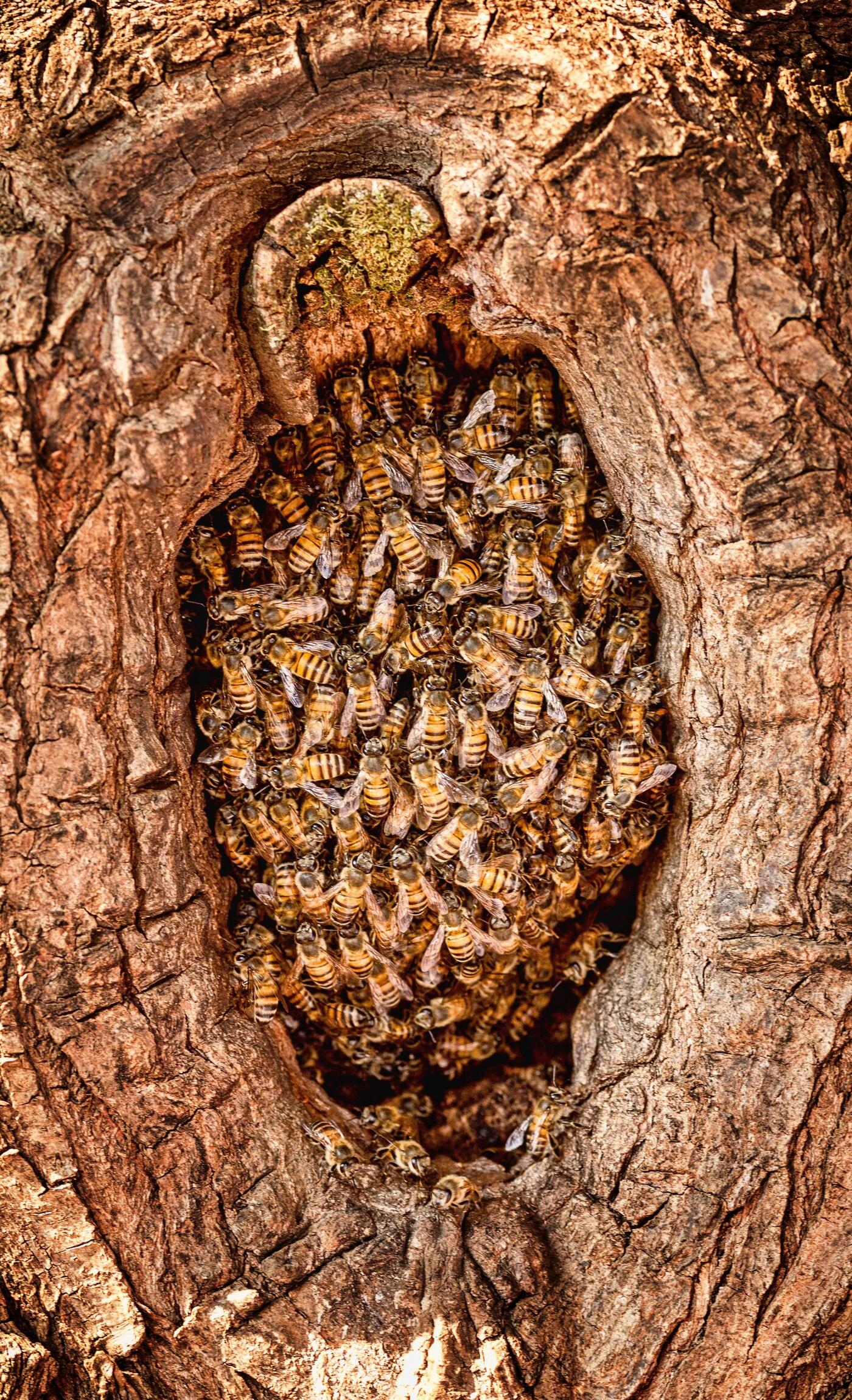 Honingbijen in een boomholte vormen samen een levende structuur