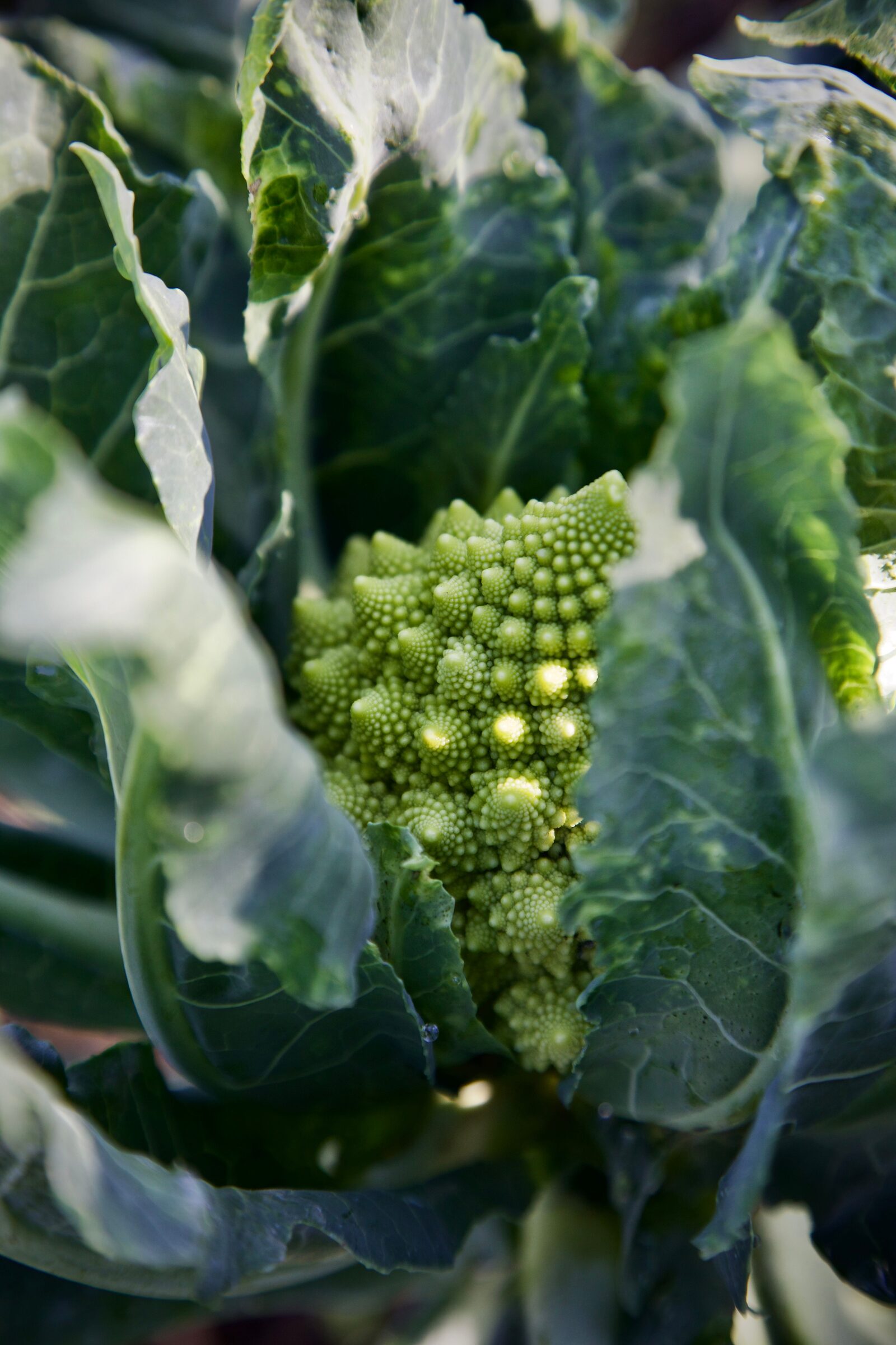 Een romanesco-bloemkool met spiraalvormige fractale patronen